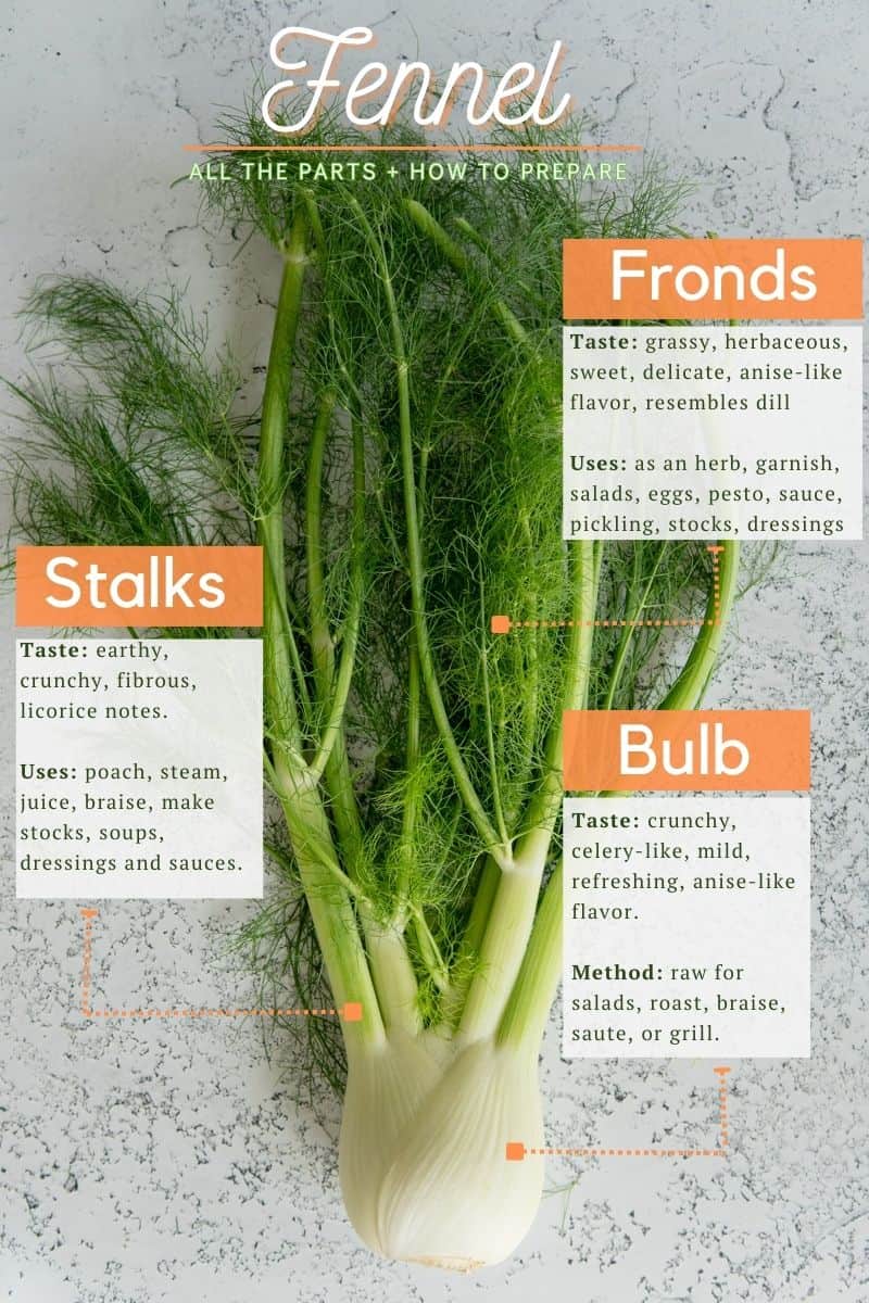 Fennel bulb with descriptions of each part of fennel.