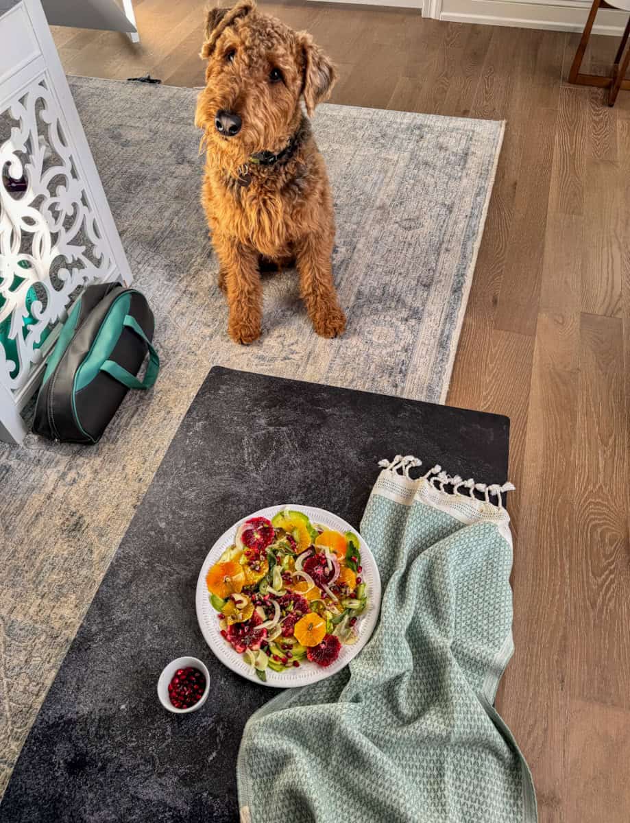 dog next to salad 